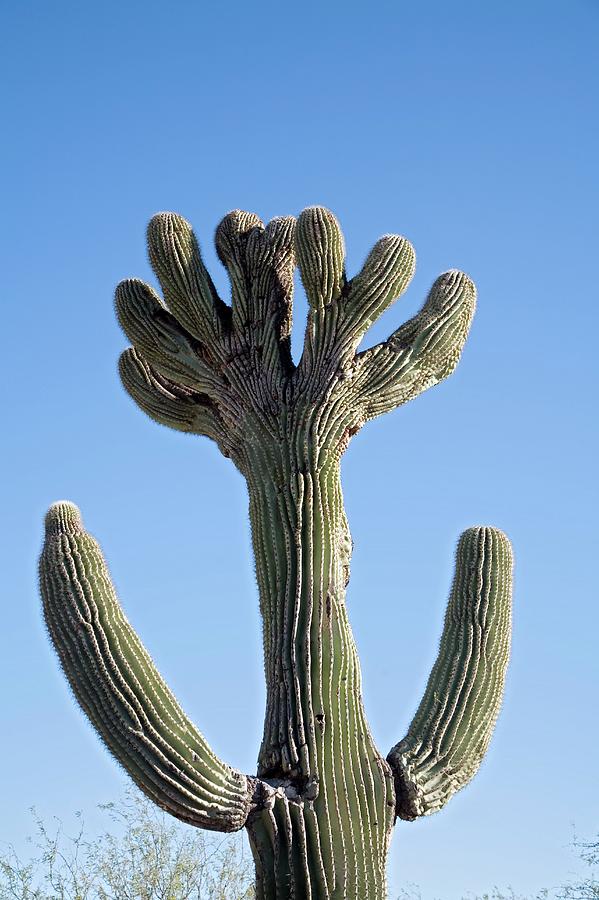 Crested Saguaro Cactus Photograph by Jim West