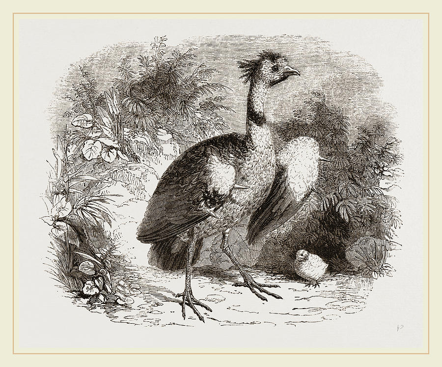 Crested Screamer And Young Drawing by Litz Collection - Fine Art America