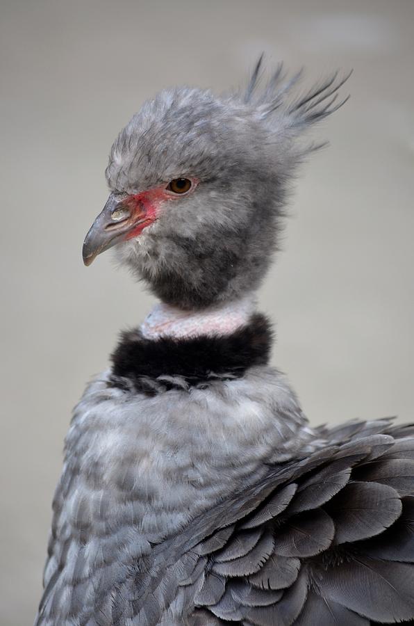 Crested Screamer Photograph by Richard Bryce and Family