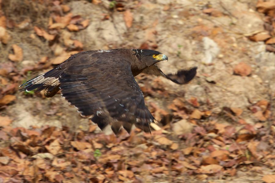 Crested Serpent Eagle Photograph by David Beebe