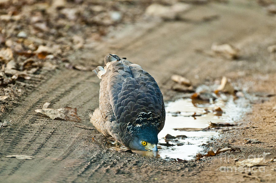 Crested Serpent Eagle Drinking Photograph by William H. Mullins