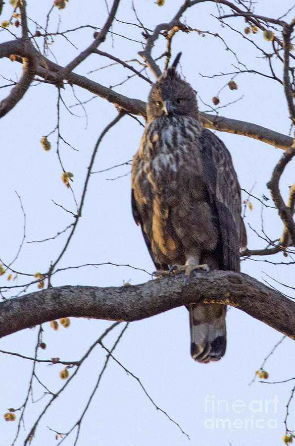 Crested Serpent Eagle Photograph
