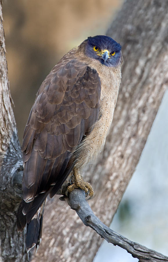 Crested Serpent Eagle Spilornis Cheela Photograph by Panoramic Images