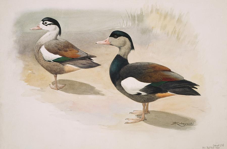 Crested Shelduck Photograph by Natural History Museum, London/science ...