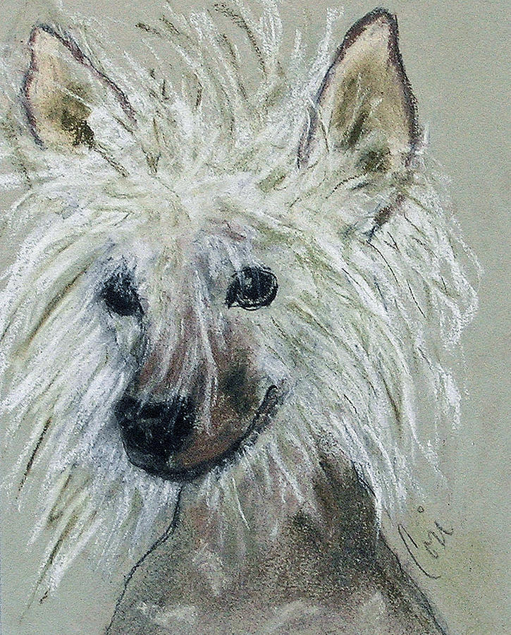 Dog Drawing - Crested Star by Cori Solomon