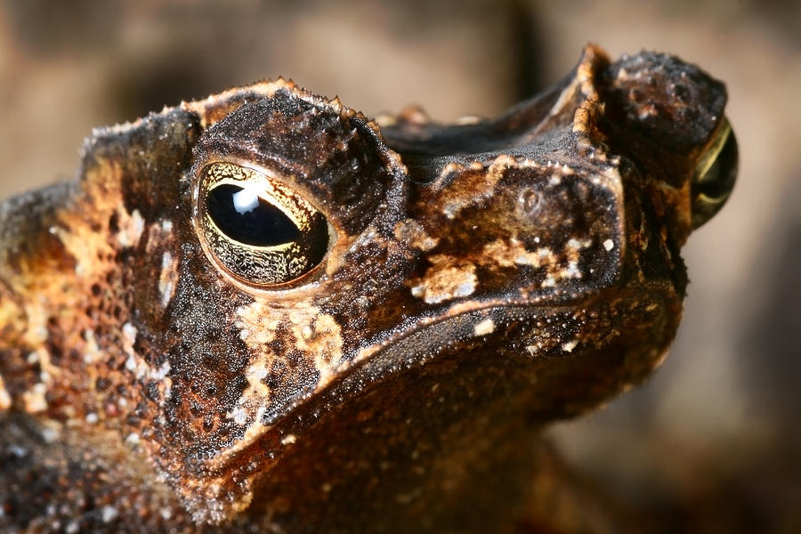 Crested Toad Photograph by Dirk Ercken - Fine Art America