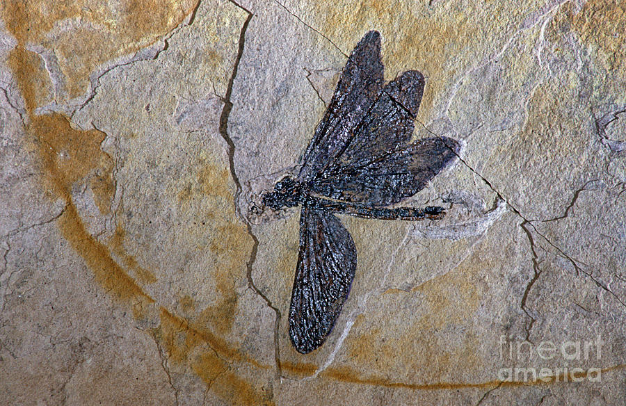 Cretaceous Dragonfly Fossil Photograph by James L. Amos