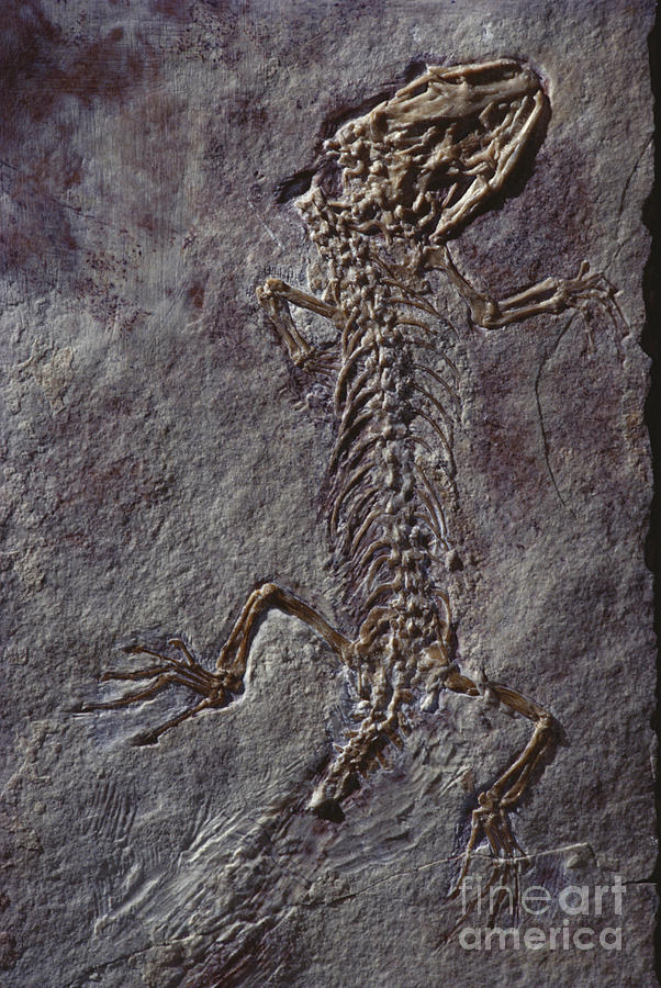 Cretaceous Lizard Photograph by James L. Amos