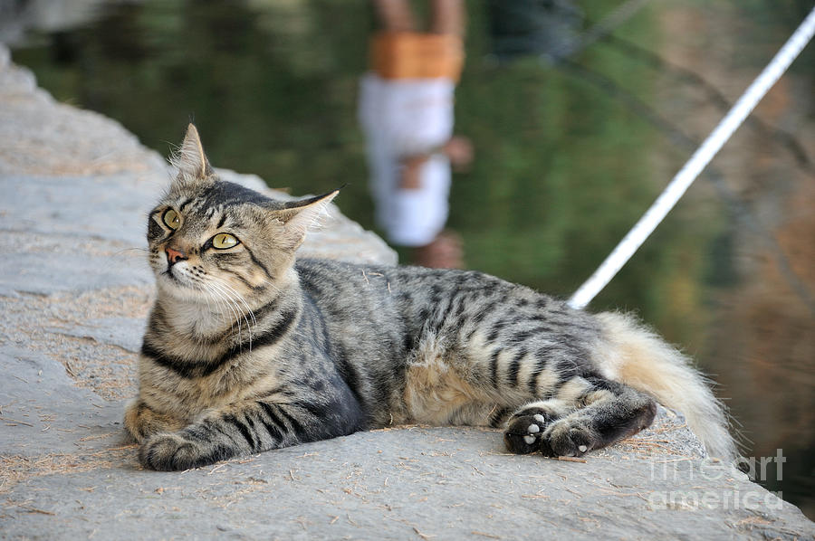 Cretan cat Photograph by George Atsametakis