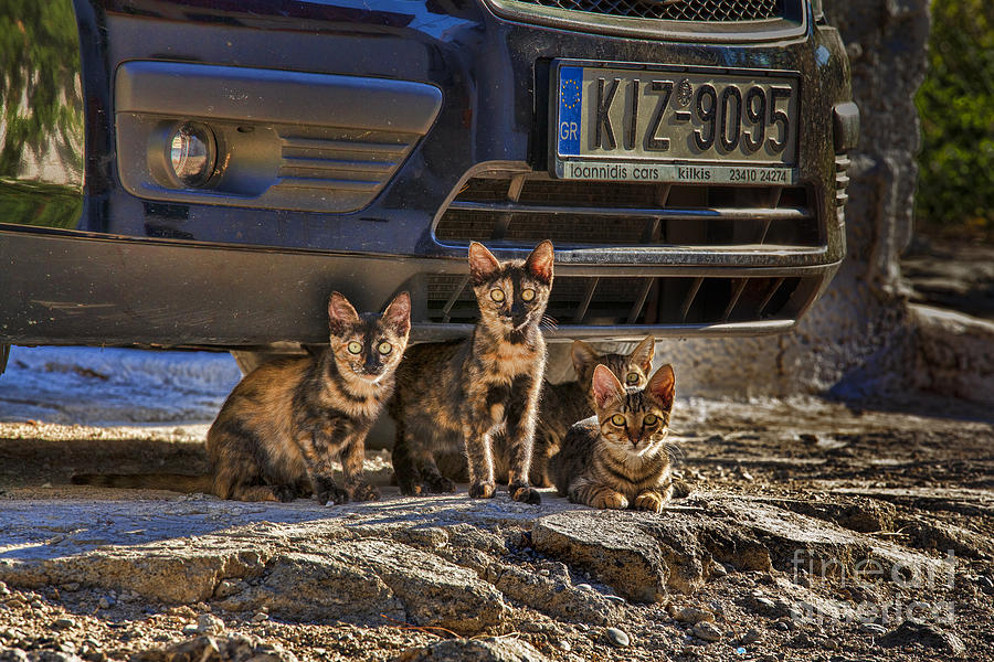 Cretan cats-1 Photograph by Casper Cammeraat