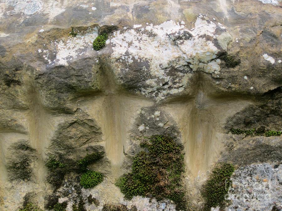 Moss Photograph - Crevice by John OSullivan