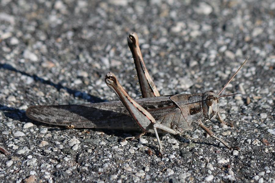 Grasshopper  Photograph by Christy Pooschke