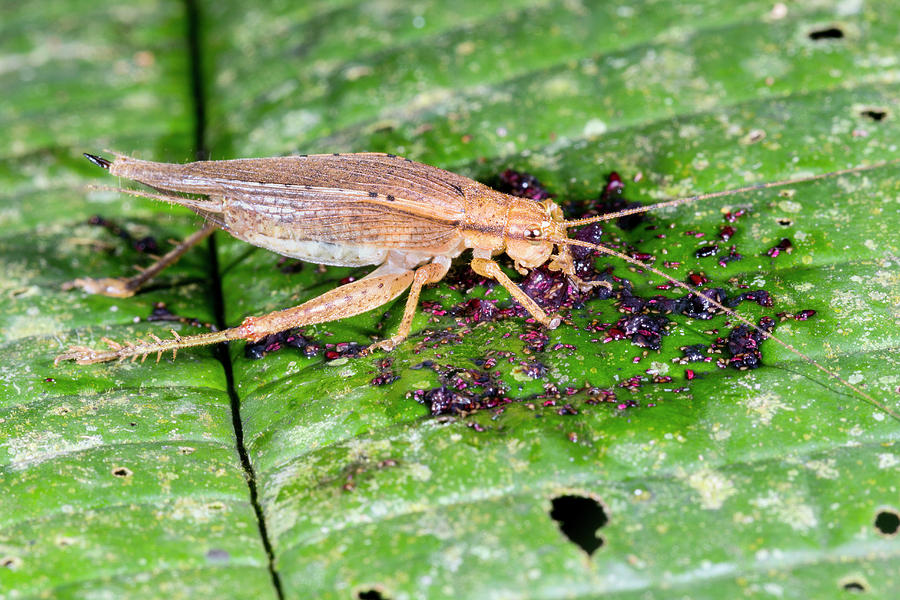 Cricket Feeding On Fallen Fruit Photograph by Dr Morley Read