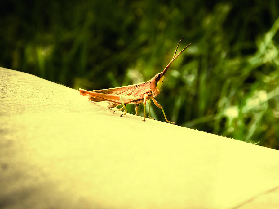 Cricket Photograph - Cricket by Kristie  Bonnewell