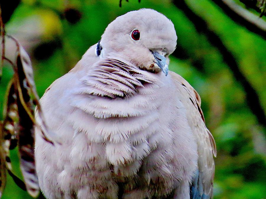 Crimean Collared Dove  Photograph by Rick Todaro