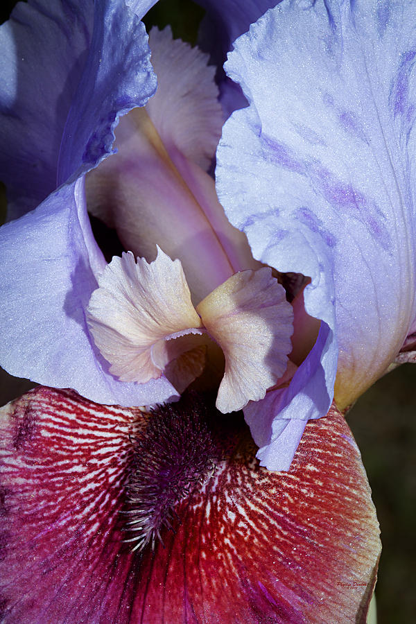 Crimson And Blue Iris Photograph by Phyllis Denton