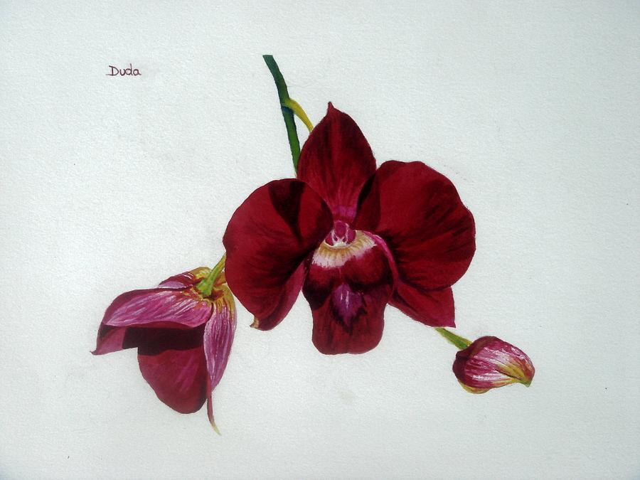 Nature Painting - Crimson Beauty by Susan Duda