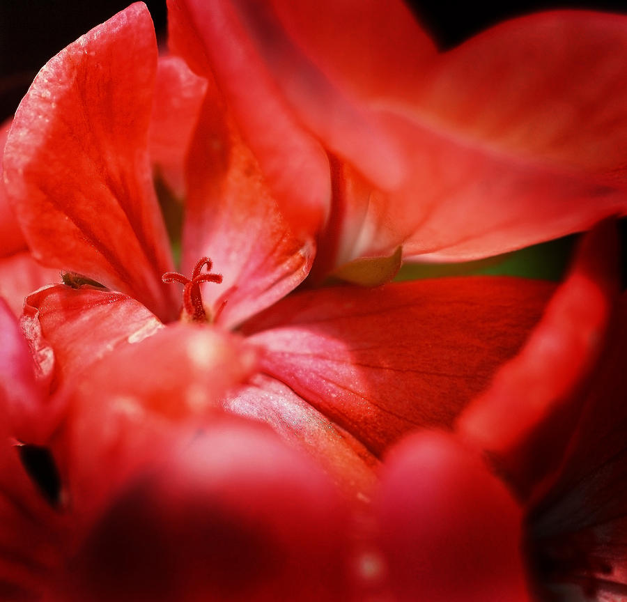 Crimson Close Up Photograph by SCB Captures