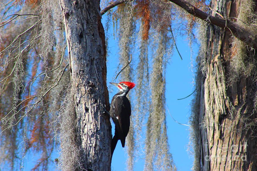 Woodpecker Photograph - Crimson Crested Woodpecker by Andre Turner