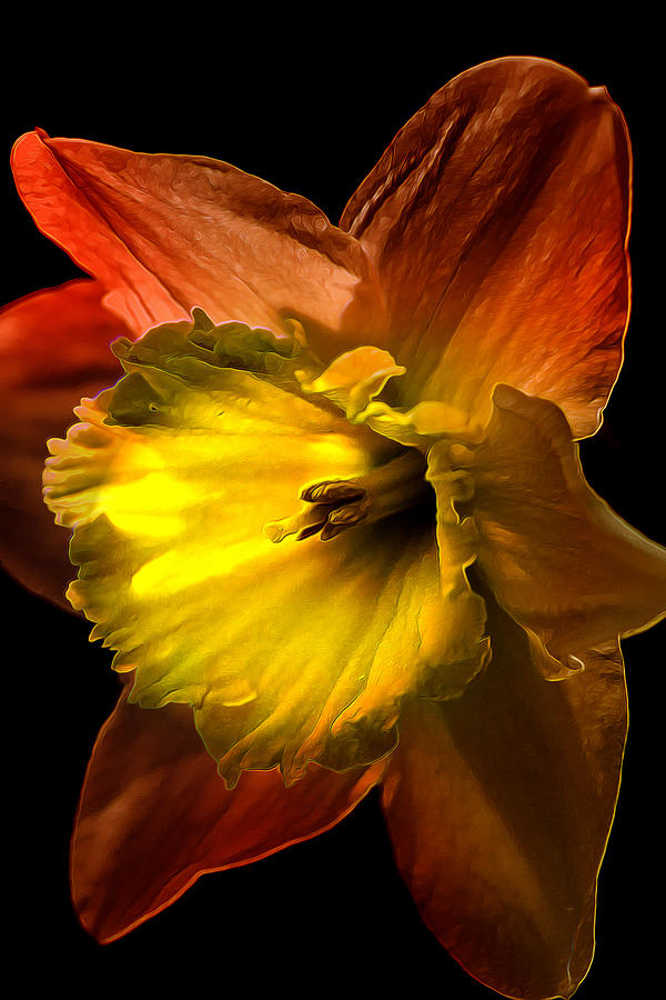 Crimson Daffodil Photograph by Bill and Linda Tiepelman