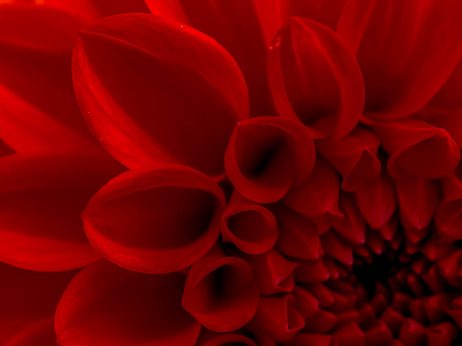 Spring Photograph - Crimson Dahlia Macro by Kaleidoscopik Photography