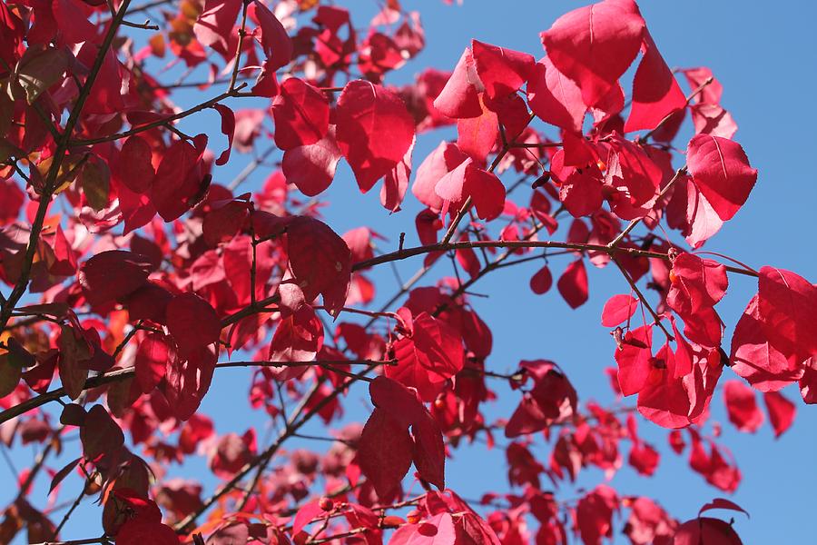 Crimson Fall Photograph by Lesa Weller