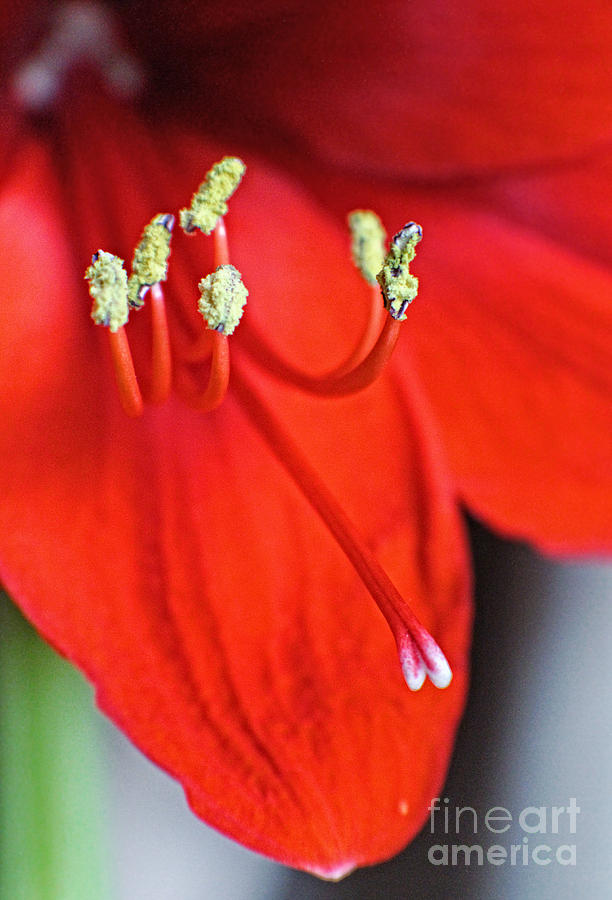 Crimson - Floral Art Photograph by Ella Kaye Dickey
