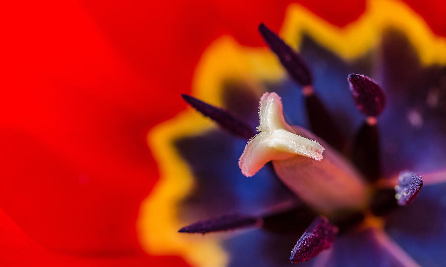 Spring Photograph - Crimson Flourish by Jon Gray