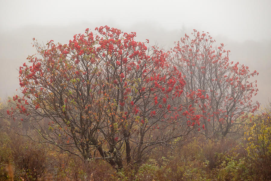 Crimson Fog Photograph by Melinda Ledsome