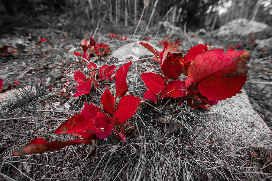 Crimson Foliage Photograph by Gina Gardner - Fine Art America