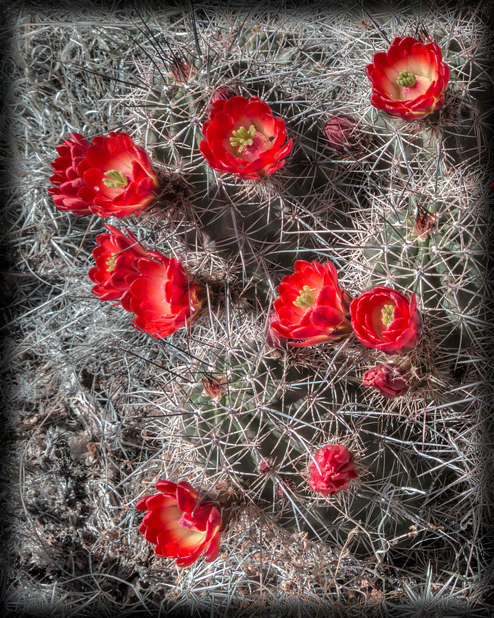Crimson Hedgehog Cactus Photograph by Alan Toepfer