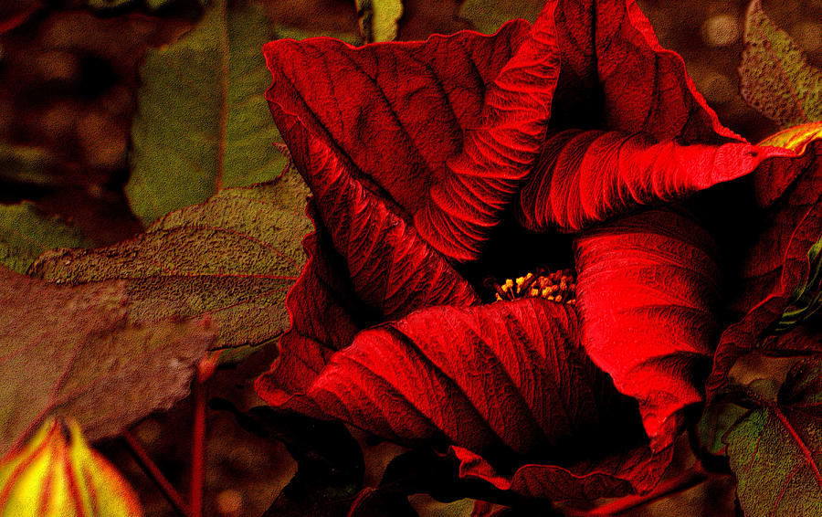 Crimson Hibiscus Photograph by Nadalyn Larsen