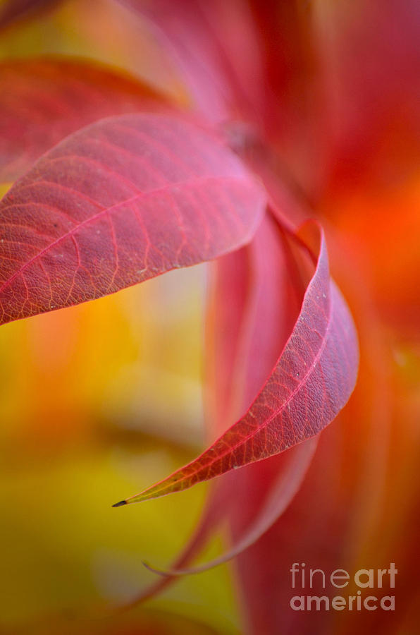 Crimson Leaves Photograph by Deb Halloran