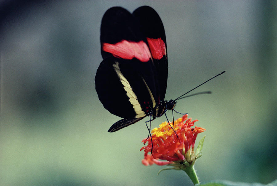 Crimson-patched Longwing Heliconius Photograph by Michael and Patricia Fogden