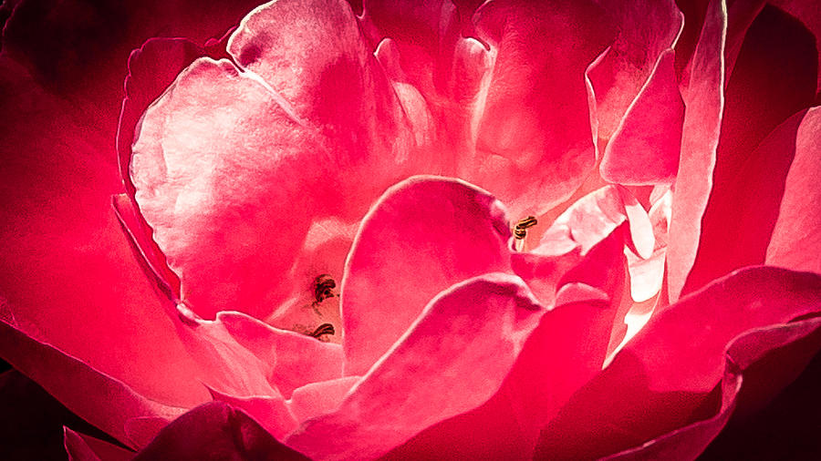 Flower Photograph - Crimson petals by Geoff Mckay