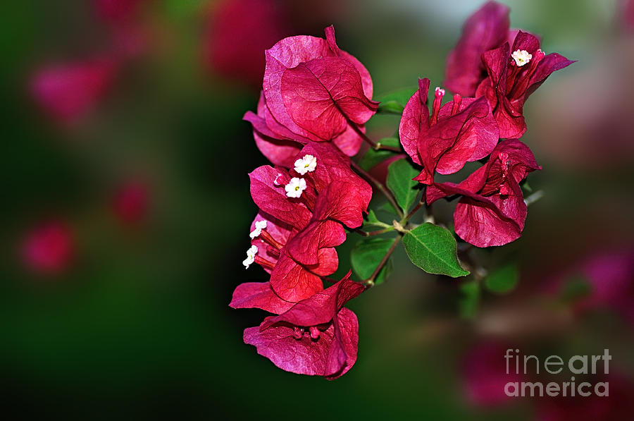 Spring Photograph - Crimson Red Bougainvillea by Kaye Menner