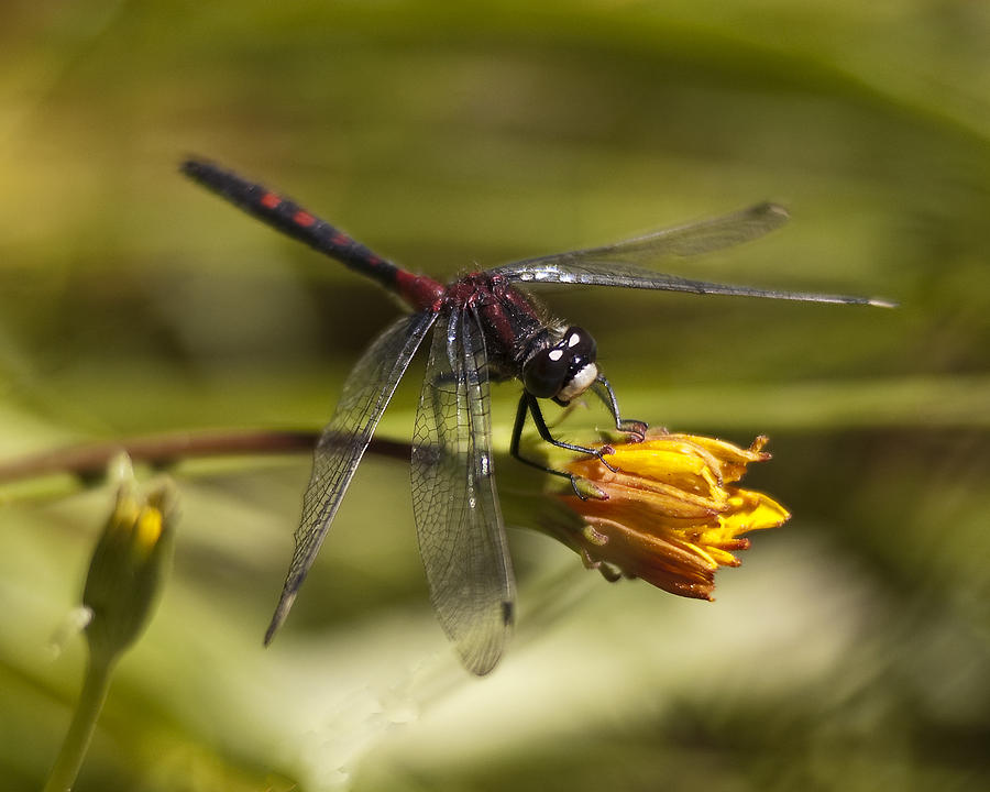 Crimson-ringed  White Face Dragonfly on flower Photograph by Lee Kirchhevel