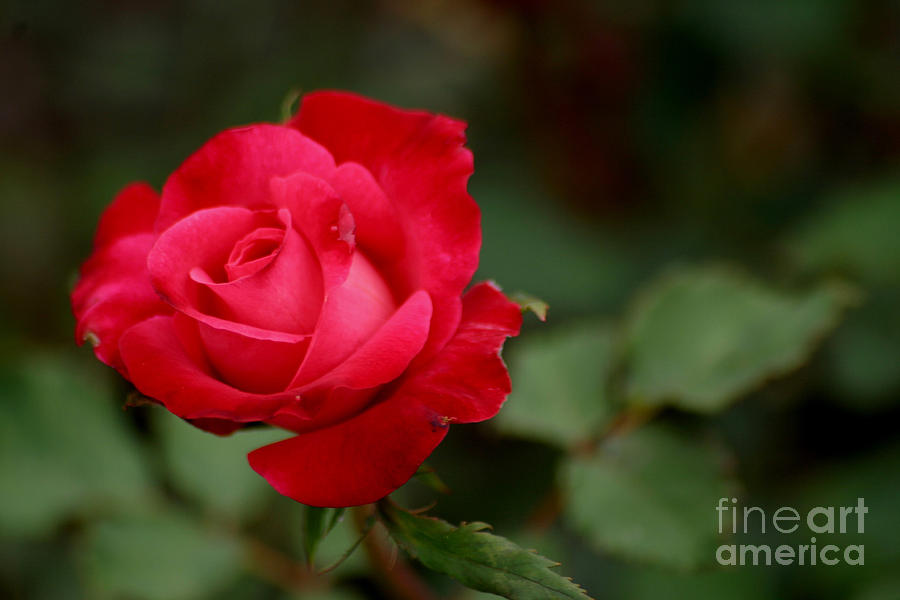 Rose Photograph - Crimson Rose by Living Color Photography Lorraine Lynch