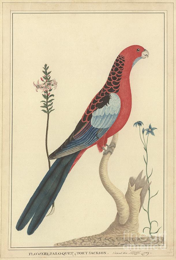 Parrot Photograph - Crimson Rosella, 18th Century by Natural History Museum, London