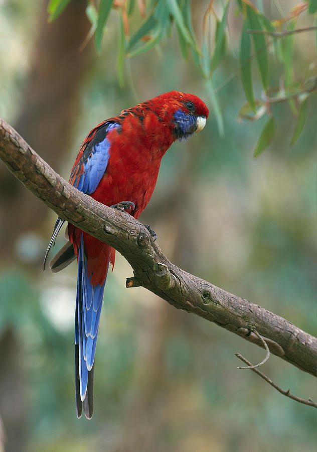 Animal Photograph - Crimson Rosella Parrot Canberra by Martin Willis