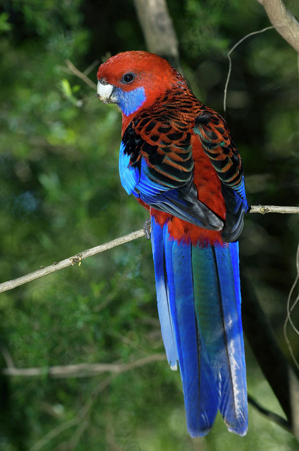 Crimson Rosella Parrot Photograph by Tony Camacho/science Photo Library