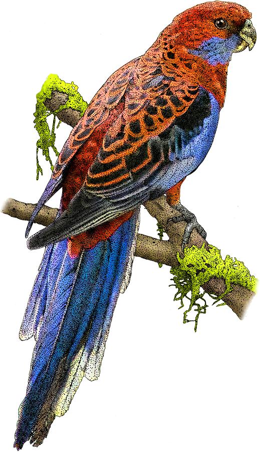Parrot Photograph - Crimson Rosella by Roger Hall