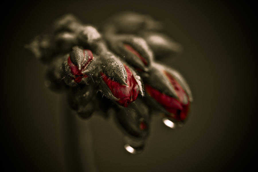 Flowers Still Life Photograph - Crimson by Shane Holsclaw