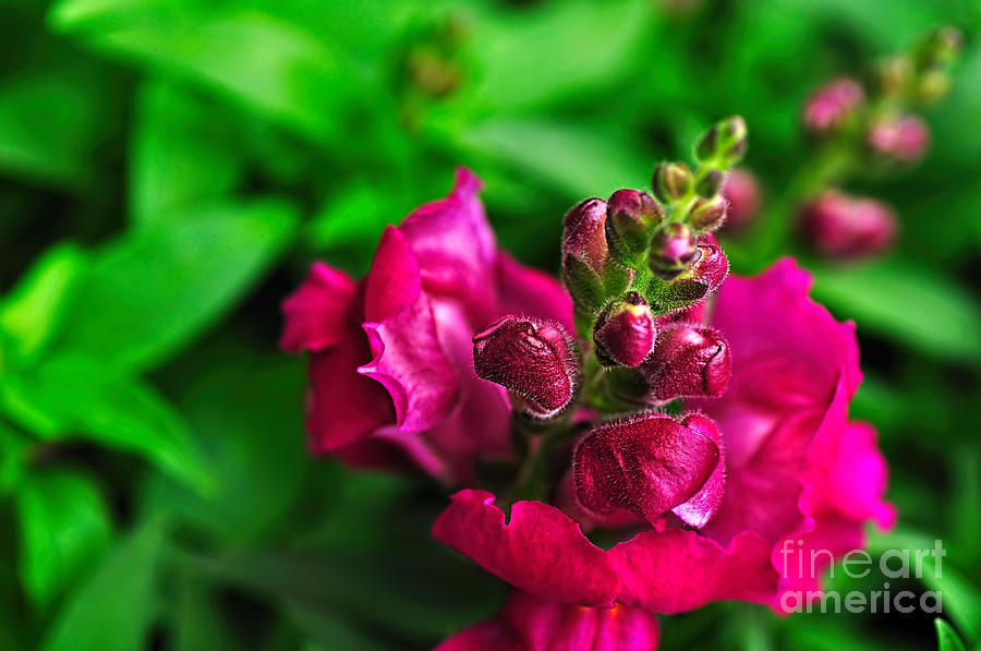 Flowers Still Life Photograph - Crimson Snapdragon by Kaye Menner