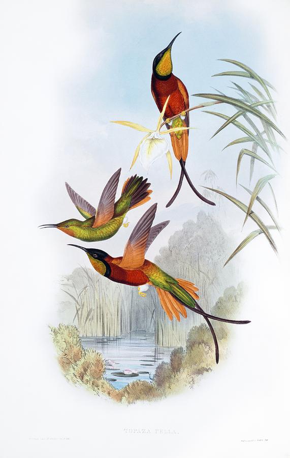 Crimson topaz hummingbirds Photograph by Science Photo Library