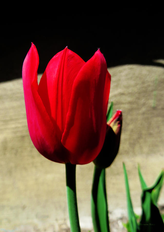 Crimson Tulip Photograph by Shawna Rowe