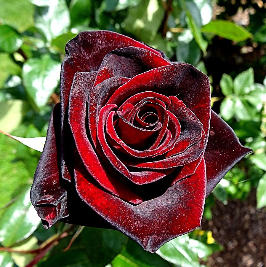 Crimson Velvet Rose Photograph by Nick Kloepping