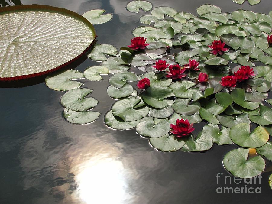 Crimson Water Lillies  Photograph by Anita Adams