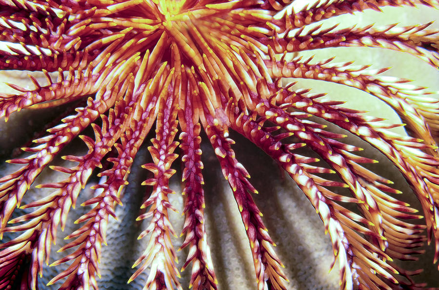 Micronesia Photograph - Crinoids 3 by Dawn Eshelman
