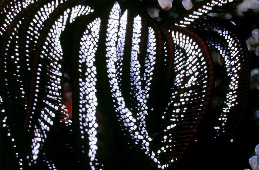 Crinoids 4 Photograph by Dawn Eshelman